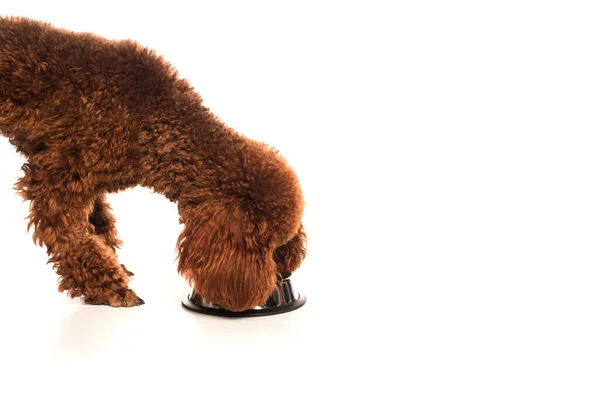 Brown poodle eating pet food from metallic bowl on white — Stockfoto