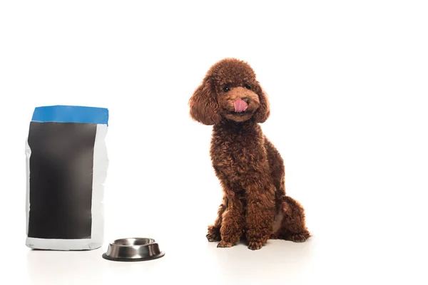 Brown poodle licking face and sitting near pet food bag and metallic bowl on white — Stockfoto