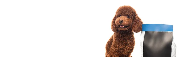 Brown poodle sitting near pet food package isolated on white, banner — Stock Photo