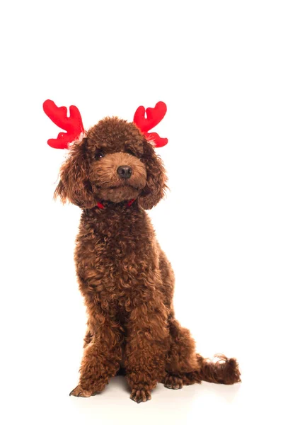 Poodle in red reindeer antlers headband sitting isolated on white - foto de stock