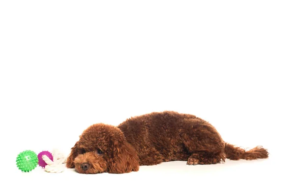 Коричневий пудель лежить біля гумових іграшок ізольовано на білому — стокове фото