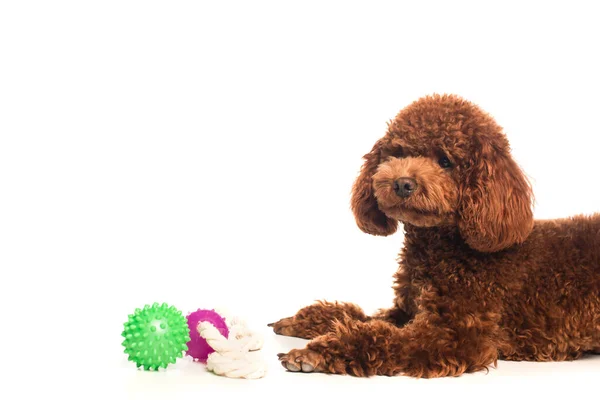 Caniche rizado acostado cerca de juguetes de goma aislados en blanco - foto de stock