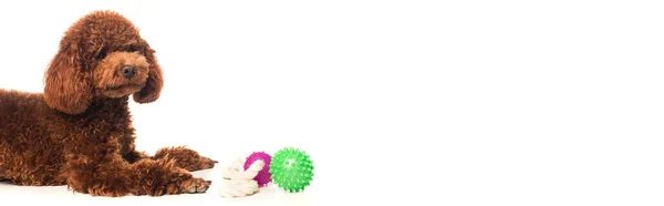 Brown poodle lying near rubber toys isolated on white, banner — Stock Photo