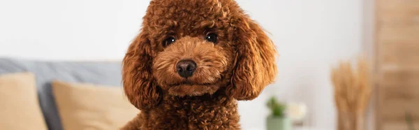 Groomed poodle looking at camera in bedroom, banner — Stock Photo