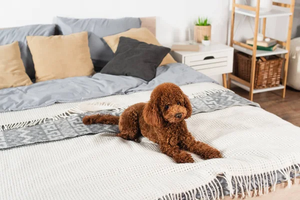 Curly and groomed poodle lying on bed at home — стоковое фото