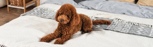 Curly and groomed poodle lying on bed at home, banner — стоковое фото