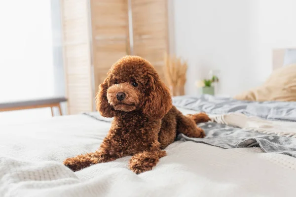 Curly and brown poodle lying on bed at home — Foto stock