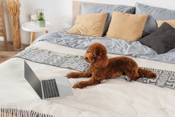 Groomed poodle lying near laptop on bed — Fotografia de Stock