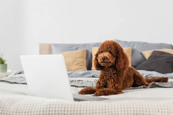 Groomed poodle lying near blurred laptop on bed — Stock Photo