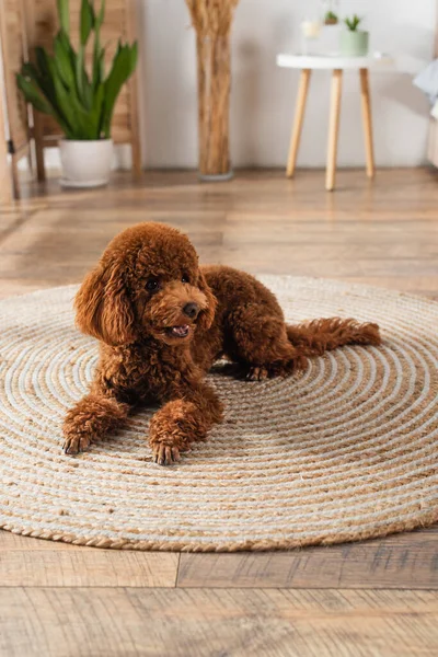 Groomed brown poodle lying on round rattan carpet at home — стоковое фото