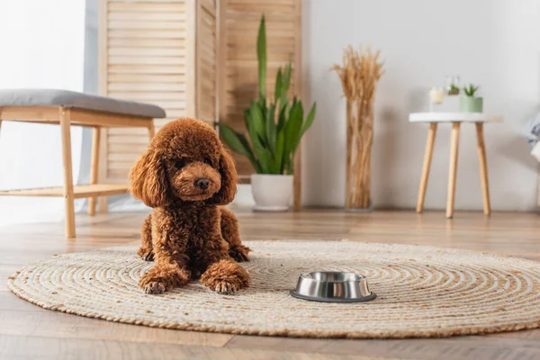 Brown groomed poodle lying near metallic bowl on round rattan carpet — стоковое фото