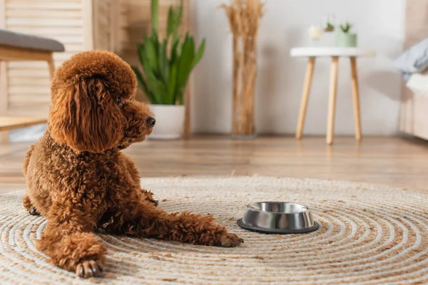 Brown poodle lying near metallic bowl on round rattan carpet — Stock Photo