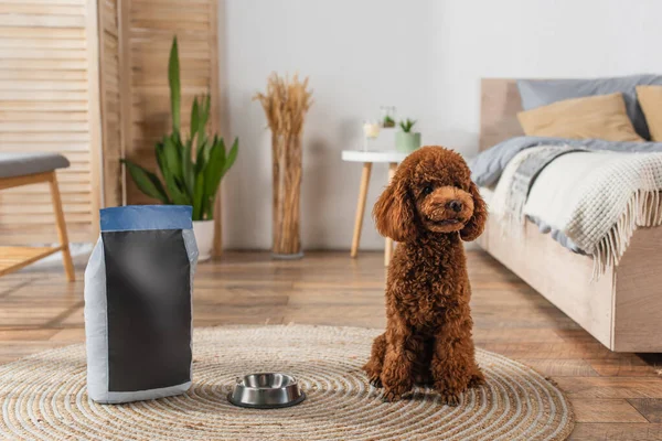 Brown poodle sitting near pet food bag and metallic bowl in bedroom — Fotografia de Stock