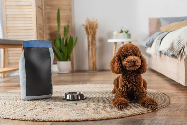 Caniche rizado acostado cerca de la bolsa de comida para mascotas y tazón metálico en el dormitorio - foto de stock