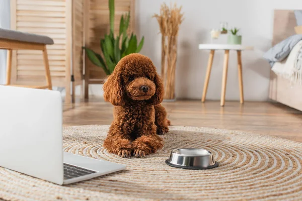 Caniche rizado acostado cerca de la computadora portátil y tazón metálico en la alfombra de ratán redonda - foto de stock