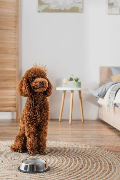 Caniche rizado sentado cerca de cuenco metálico en alfombra de ratán redonda - foto de stock