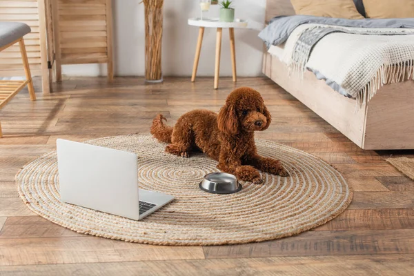 Caniche marrón acostado cerca de la computadora portátil y tazón metálico en la alfombra de ratán redonda en el dormitorio - foto de stock