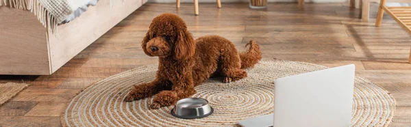 Caniche marrón acostado cerca de la computadora portátil y tazón metálico en la alfombra de ratán redonda en el dormitorio, pancarta - foto de stock