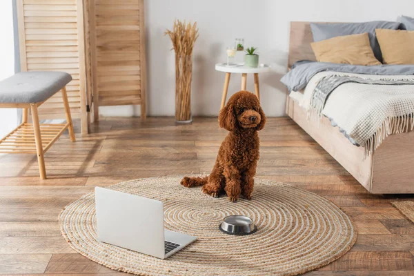 Caniche sentado cerca de la computadora portátil y tazón en la alfombra de ratán redonda en el dormitorio - foto de stock