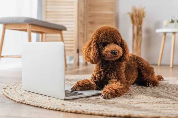 Poodle lying near modern laptop on round rattan carpet — стоковое фото