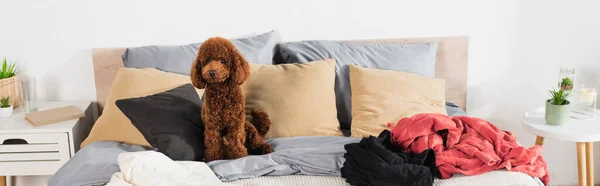 Brown poodle sitting on messy bed around clothing, banner — стоковое фото