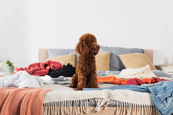 Brown poodle sitting on bed around modern clothes — Stock Photo
