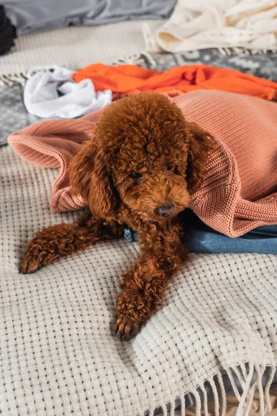 Brown poodle lying on modern clothes in bedroom — Foto stock