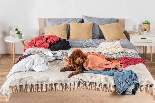 Brown poodle lying on messy bed around clothes — стоковое фото