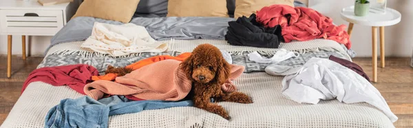 Caniche marrón acostado en la cama desordenada alrededor de la ropa, pancarta - foto de stock