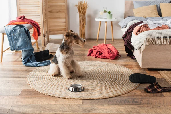 Wirehaired fox terrier sitting near metallic bowl on round rattan carpet around clothes — Stock Photo