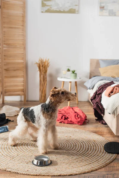 Wirehaired fox terrier standing near bowl on rattan carpet around clothes — Stock Photo