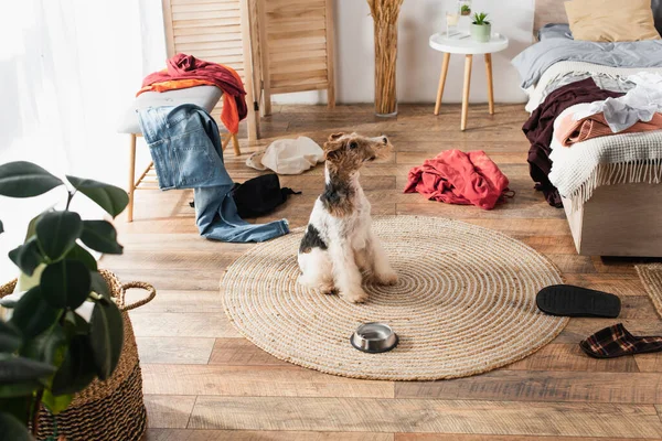 Wirehaired fox terrier sitting on round rattan carpet near bowl around clothes - foto de stock