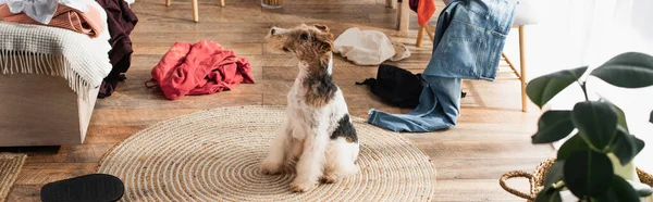 Wirehaired fox terrier sitting on round rattan carpet around clothes, banner — Foto stock