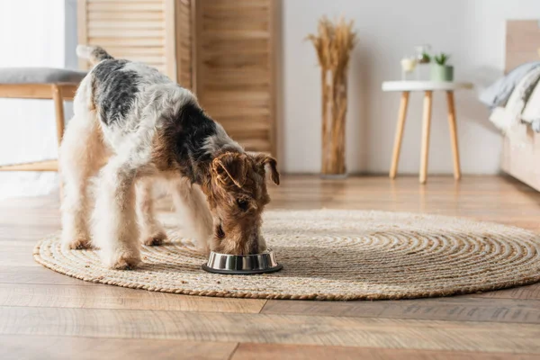 Wirehaired fox terrier eating pet food from bowl on round rattan carpet — Fotografia de Stock