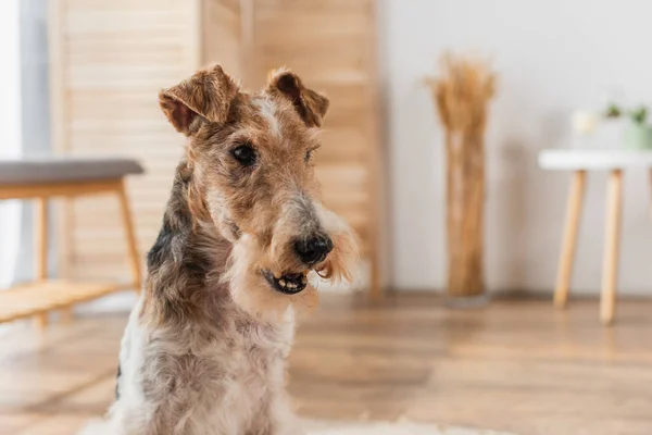 Close up of wirehaired fox terrier in apartment — Photo de stock