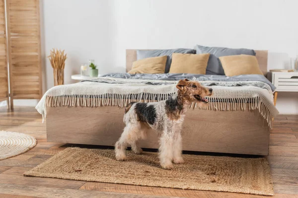 Wirehaired fox terrier standing near modern bed on rattan carpet — Stock Photo