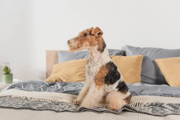 Rizado cabellera zorro terrier sentado en la cama moderna - foto de stock