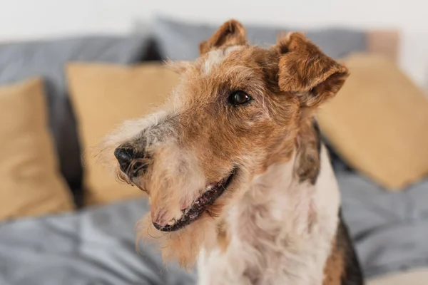 Close up of purebred wirehaired fox terrier in bedroom — Foto stock