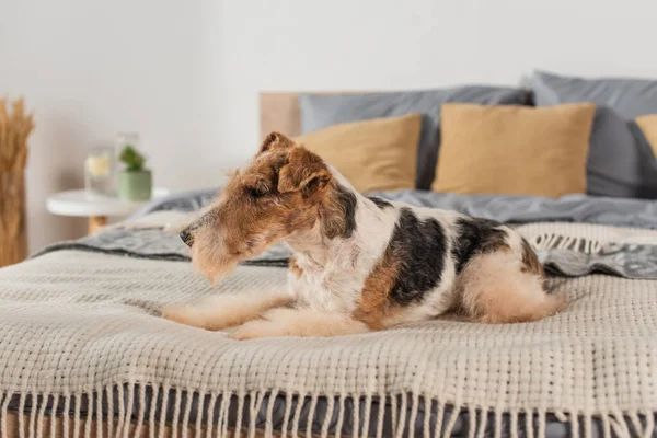 Curly wirehaired fox terrier lying on modern bed — Stock Photo