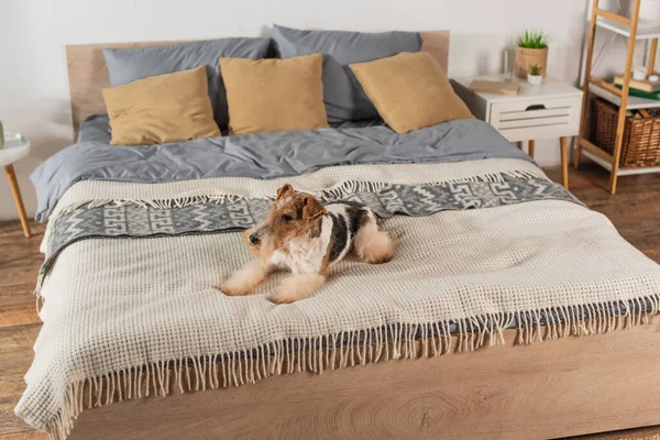 Curly wirehaired fox terrier lying on blanket in bedroom — стоковое фото