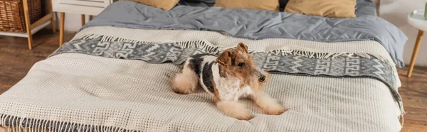 Rizado cabellera zorro terrier acostado en la manta en el dormitorio, pancarta - foto de stock