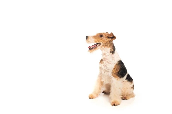 Curly wirehaired fox terrier with open mouth sitting on white — стоковое фото