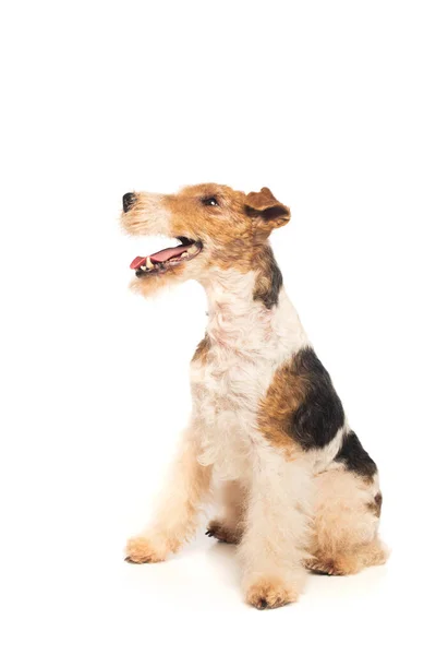 Wirehaired fox terrier with open mouth sitting on white — Stockfoto