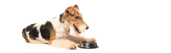 Curly wirehaired fox terrier lying near bowl with pet food isolated on white, banner — Fotografia de Stock