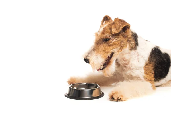 Curly fox terrier lying near bowl with pet food isolated on white — Stock Photo