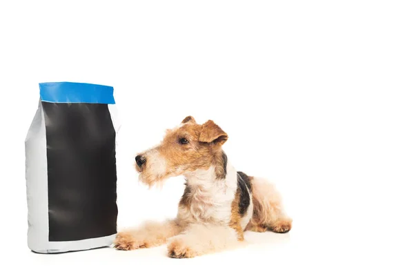 Curly wirehaired fox terrier lying near pet food bag isolated on white — Fotografia de Stock