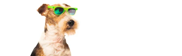 Curly and purebred fox terrier in stylish sunglasses isolated on white, banner — стоковое фото