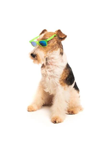 Curly and purebred fox terrier in stylish sunglasses sitting isolated on white — Stock Photo