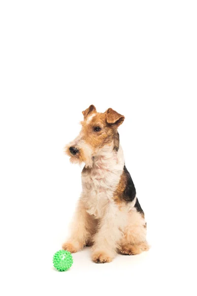 Purebred fox terrier sitting near rubber ball isolated on white — стоковое фото