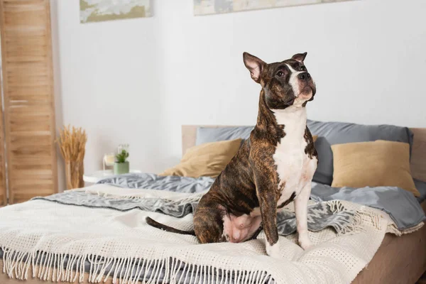 American staffordshire terrier sitting on bed at home — стоковое фото